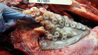 El pulpo “atrapando” a su presa desde el interior de esta. John Simons / Marine Mammal Science